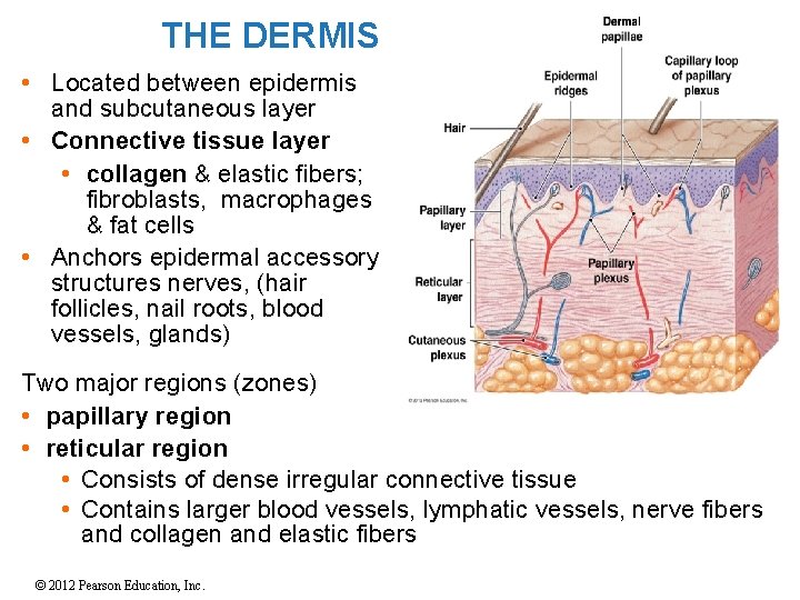 THE DERMIS • Located between epidermis and subcutaneous layer • Connective tissue layer •
