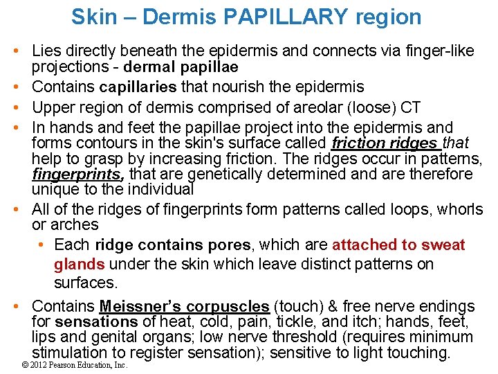 Skin – Dermis PAPILLARY region • Lies directly beneath the epidermis and connects via