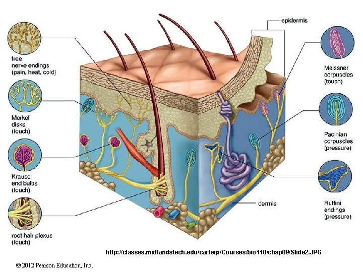 http: //classes. midlandstech. edu/carterp/Courses/bio 110/chap 09/Slide 2. JPG © 2012 Pearson Education, Inc. 