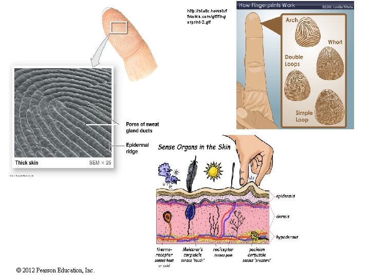 http: //static. howstuf fworks. com/gif/fing erprint-2. gif © 2012 Pearson Education, Inc. 