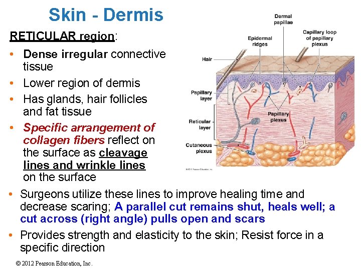 Skin - Dermis RETICULAR region: • Dense irregular connective tissue • Lower region of