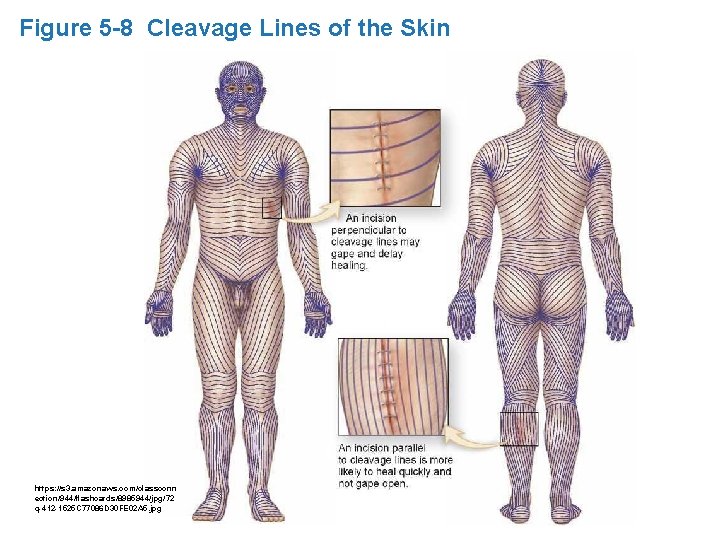 Figure 5 -8 Cleavage Lines of the Skin https: //s 3. amazonaws. com/classconn ection/944/flashcards/8985944/jpg/72