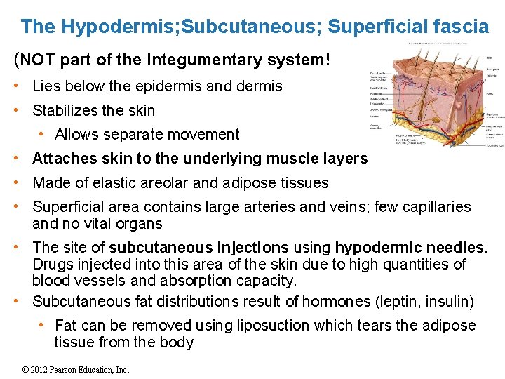 The Hypodermis; Subcutaneous; Superficial fascia (NOT part of the Integumentary system! • Lies below