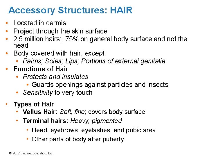 Accessory Structures: HAIR • Located in dermis • Project through the skin surface •