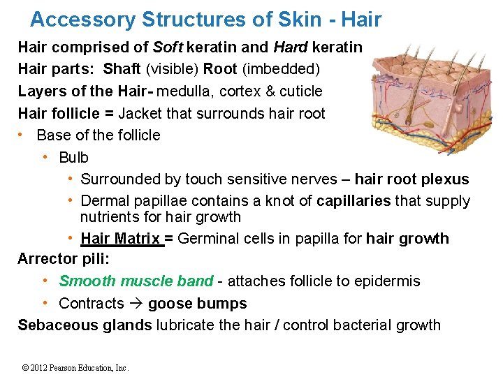 Accessory Structures of Skin - Hair comprised of Soft keratin and Hard keratin Hair