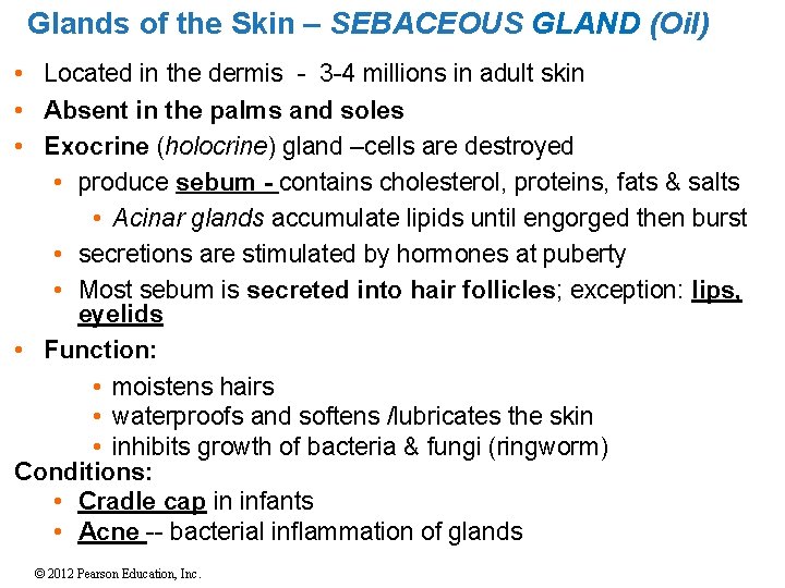 Glands of the Skin – SEBACEOUS GLAND (Oil) • Located in the dermis -