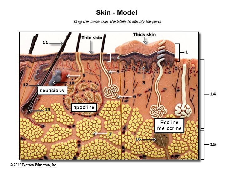 sebacious apocrine Eccrine merocrine © 2012 Pearson Education, Inc. 