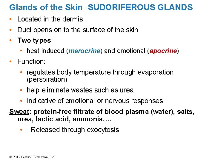 Glands of the Skin -SUDORIFEROUS GLANDS • Located in the dermis • Duct opens