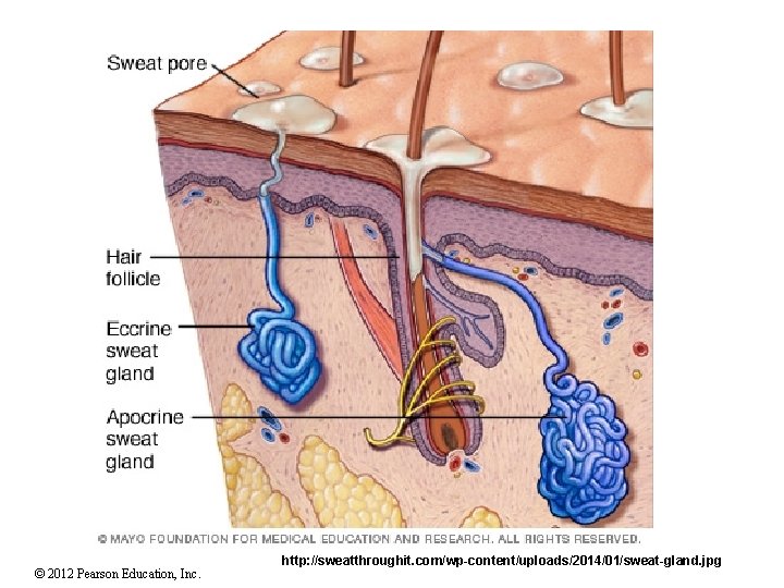 © 2012 Pearson Education, Inc. http: //sweatthroughit. com/wp-content/uploads/2014/01/sweat-gland. jpg 