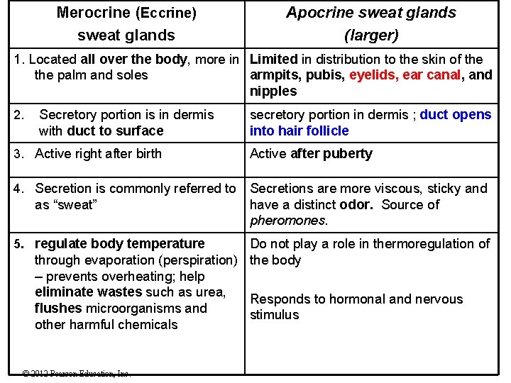 Merocrine (Eccrine) sweat glands Apocrine sweat glands (larger) 1. Located all over the body,