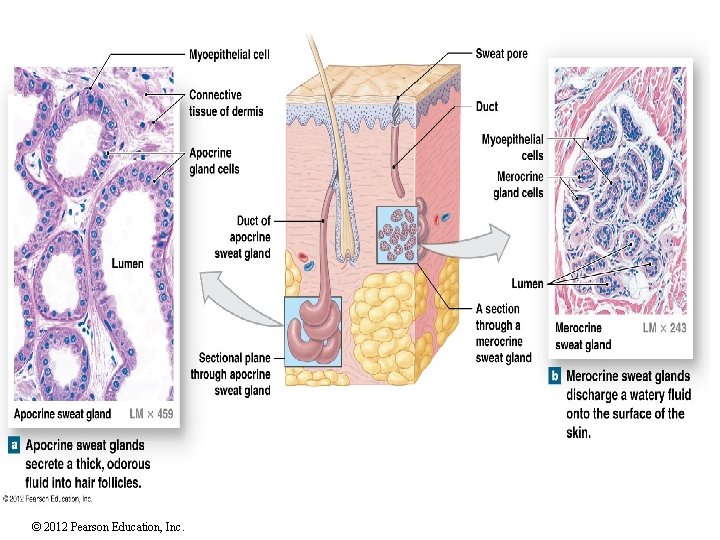 © 2012 Pearson Education, Inc. 