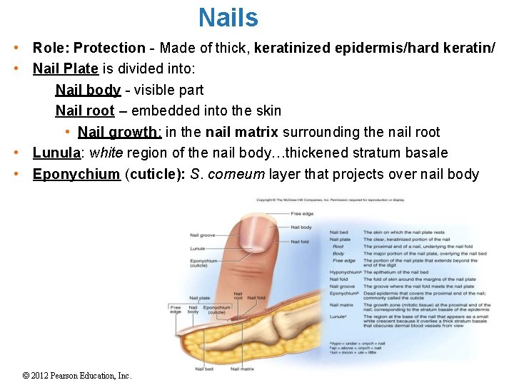 Nails • Role: Protection - Made of thick, keratinized epidermis/hard keratin/ • Nail Plate