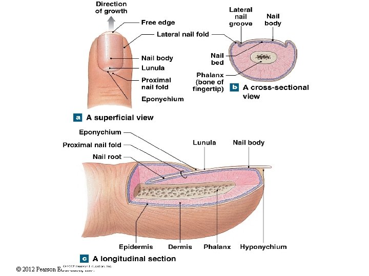 © 2012 Pearson Education, Inc. 
