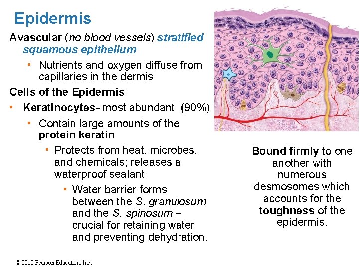 Epidermis Avascular (no blood vessels) stratified squamous epithelium • Nutrients and oxygen diffuse from