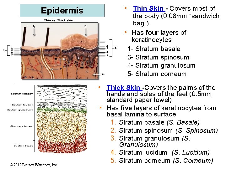 Epidermis © 2012 Pearson Education, Inc. • Thin Skin - Covers most of the