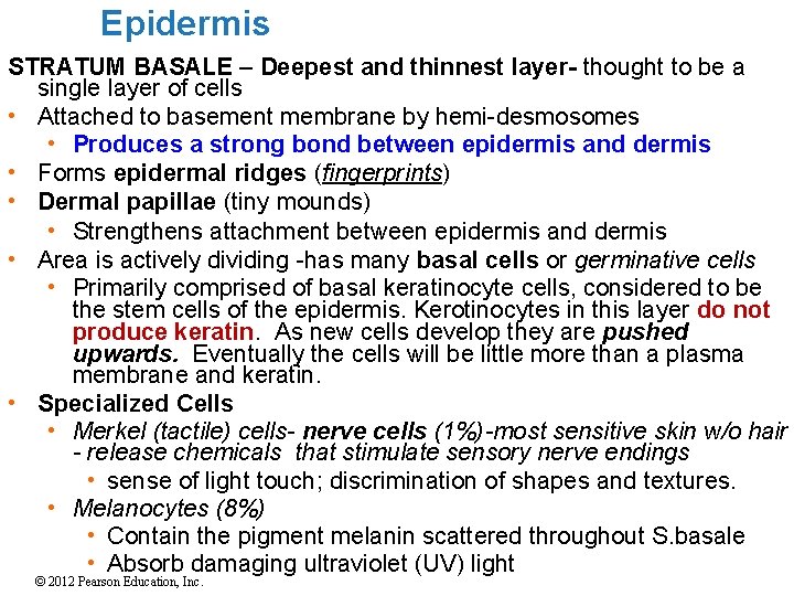 Epidermis STRATUM BASALE – Deepest and thinnest layer- thought to be a single layer