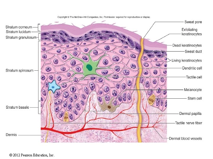 © 2012 Pearson Education, Inc. 