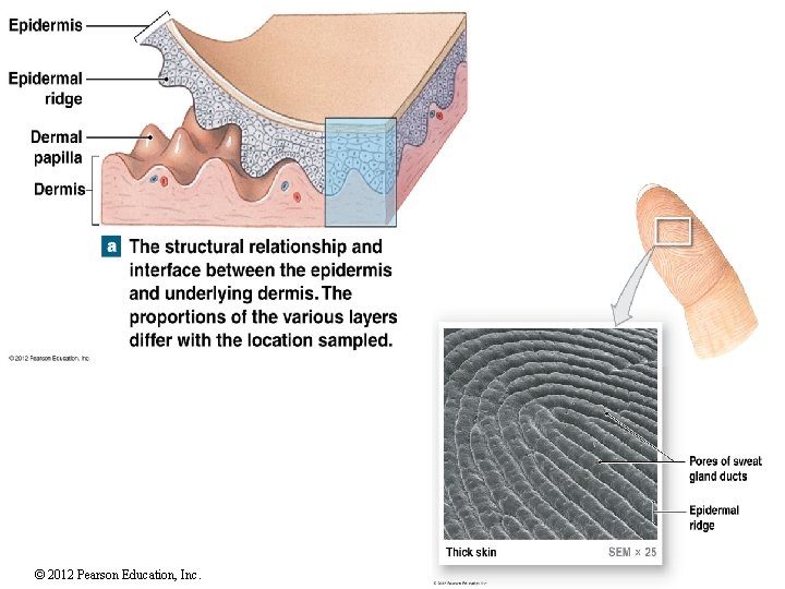 © 2012 Pearson Education, Inc. 