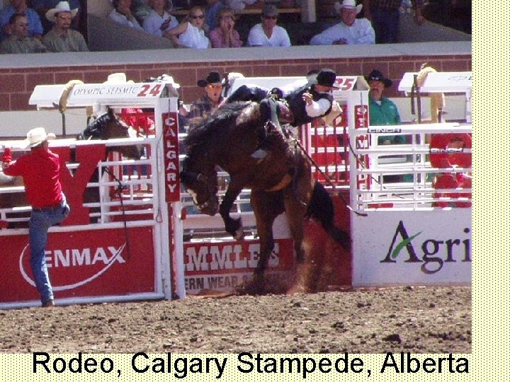 Rodeo, Calgary Stampede, Alberta 