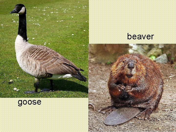 beaver goose 