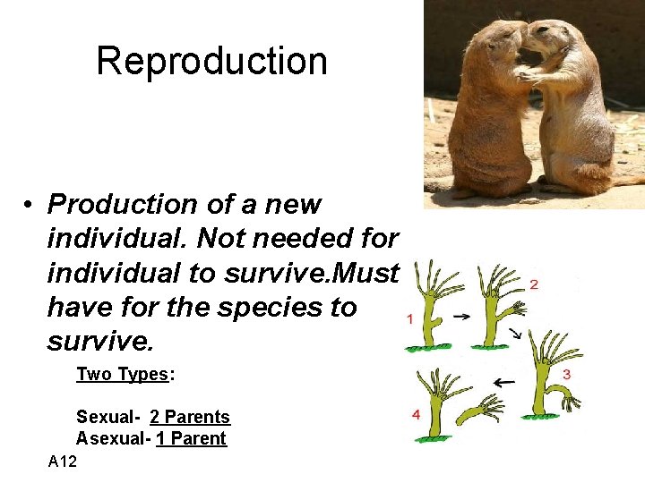 Reproduction • Production of a new individual. Not needed for individual to survive. Must