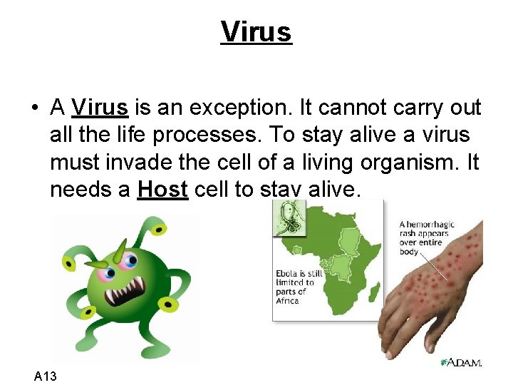 Virus • A Virus is an exception. It cannot carry out all the life