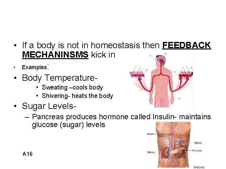  • If a body is not in homeostasis then FEEDBACK MECHANINSMS kick in