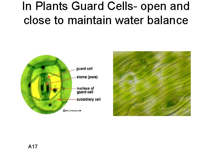 In Plants Guard Cells- open and close to maintain water balance A 17 
