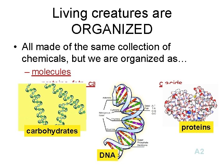 Living creatures are ORGANIZED • All made of the same collection of chemicals, but