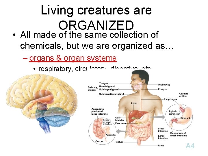 Living creatures are ORGANIZED • All made of the same collection of chemicals, but