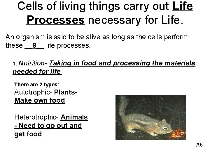 Cells of living things carry out Life Processes necessary for Life. An organism is