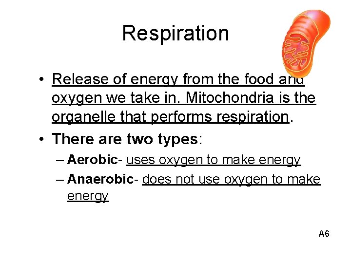 Respiration • Release of energy from the food and oxygen we take in. Mitochondria
