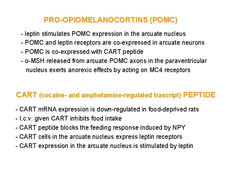 PRO-OPIOMELANOCORTINS (POMC) - leptin stimulates POMC expression in the arcuate nucleus - POMC and
