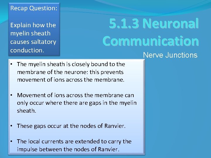 Recap Question: Explain how the myelin sheath causes saltatory conduction. 5. 1. 3 Neuronal