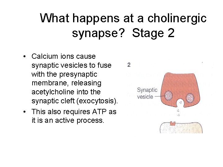 What happens at a cholinergic synapse? Stage 2 • Calcium ions cause synaptic vesicles