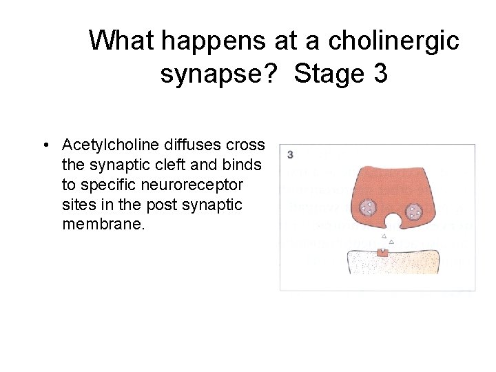 What happens at a cholinergic synapse? Stage 3 • Acetylcholine diffuses cross the synaptic