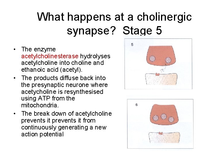 What happens at a cholinergic synapse? Stage 5 • The enzyme acetylcholinesterase hydrolyses acetylcholine What happens at a cholinergic synapse? Stage 5 • The enzyme acetylcholinesterase hydrolyses acetylcholine