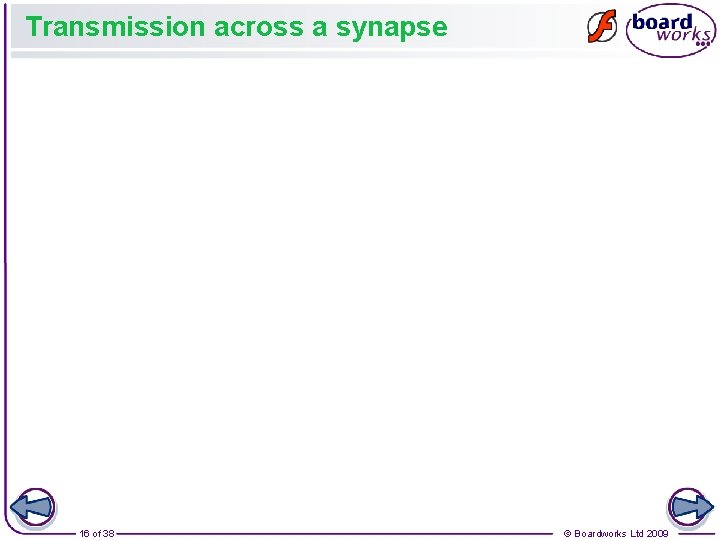 Transmission across a synapse 16 of 38 © Boardworks Ltd 2009 