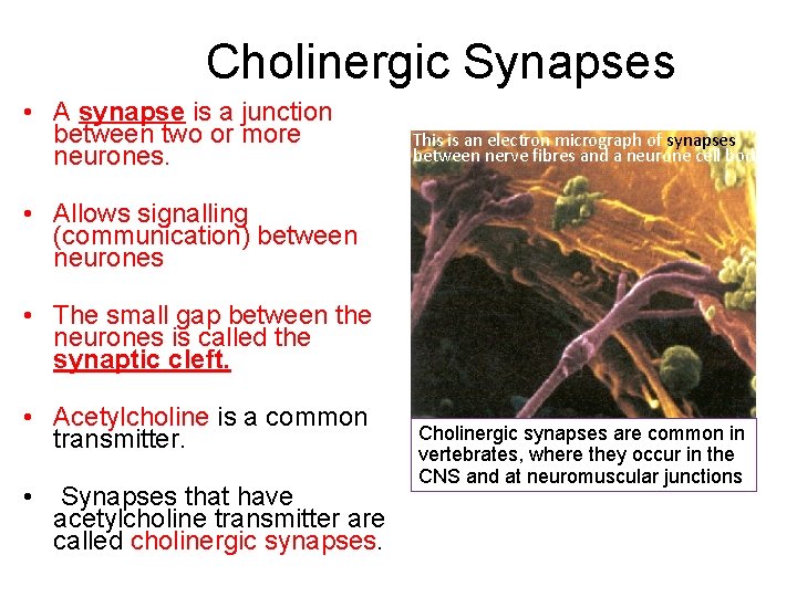 Cholinergic Synapses • A synapse is a junction between two or more neurones. This