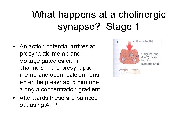 What happens at a cholinergic synapse? Stage 1 • An action potential arrives at