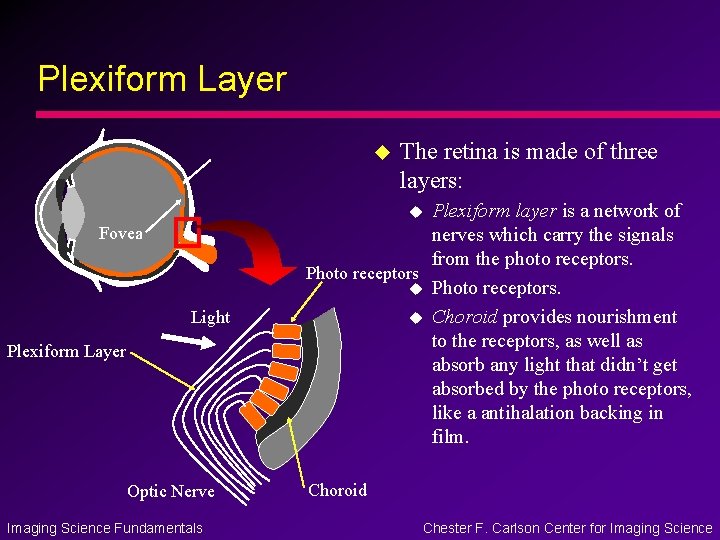 Plexiform Layer u The retina is made of three layers: Plexiform layer is a Plexiform Layer u The retina is made of three layers: Plexiform layer is a