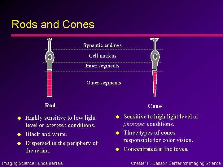 Rods and Cones Synaptic endings Cell nucleus Inner segments Outer segments Rod u u Rods and Cones Synaptic endings Cell nucleus Inner segments Outer segments Rod u u