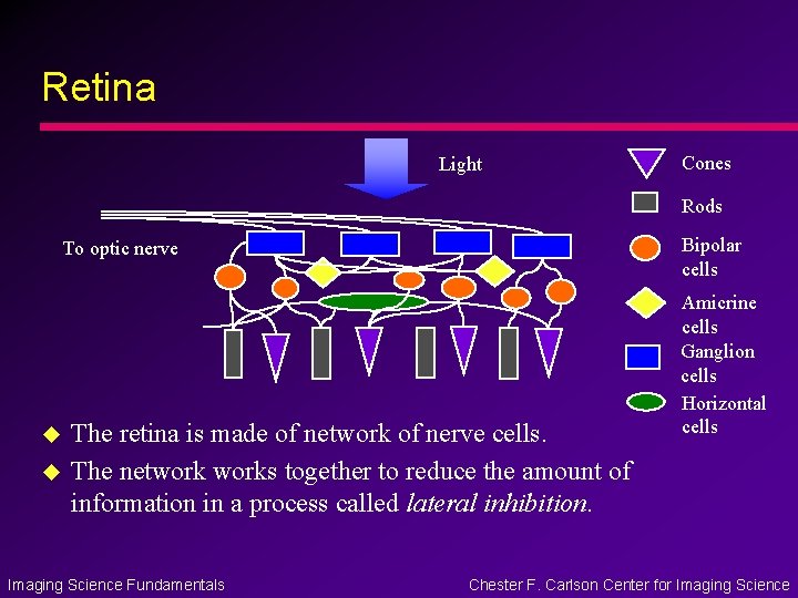 Retina Light Cones Rods Bipolar cells To optic nerve u u The retina is Retina Light Cones Rods Bipolar cells To optic nerve u u The retina is