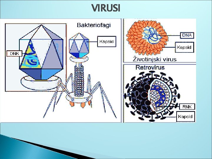 VIRUSI 