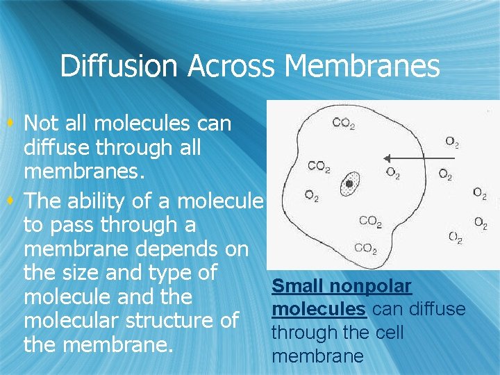 Diffusion Across Membranes s Not all molecules can diffuse through all membranes. s The