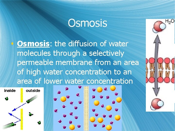 Osmosis s Osmosis: the diffusion of water molecules through a selectively permeable membrane from