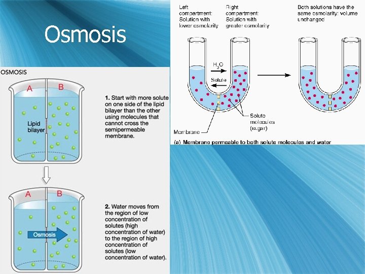 Osmosis 