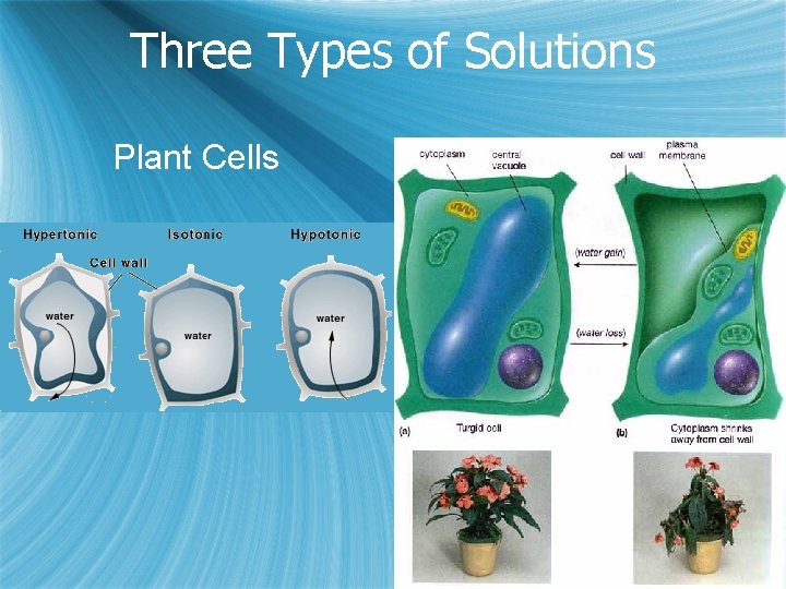 Three Types of Solutions Plant Cells 