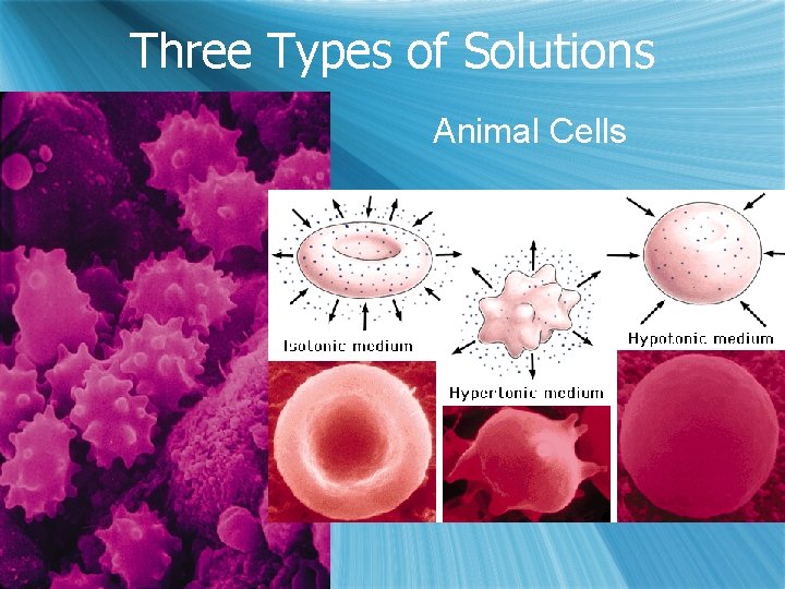 Three Types of Solutions Animal Cells 