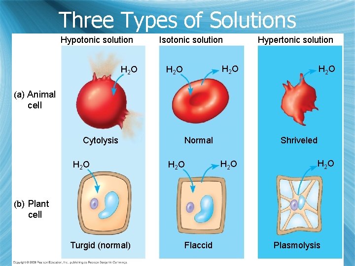 Three Types of Solutions Hypotonic solution H 2 O Isotonic solution Hypertonic solution H Three Types of Solutions Hypotonic solution H 2 O Isotonic solution Hypertonic solution H